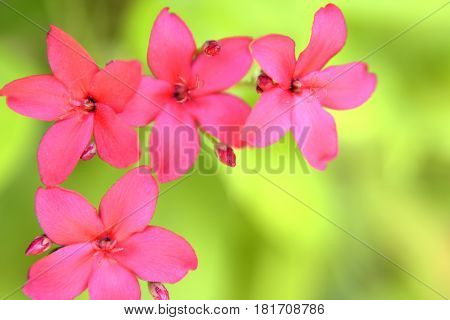 Flowers on the trees in spring at the Al Barari, Dubai, United Arab Emirates