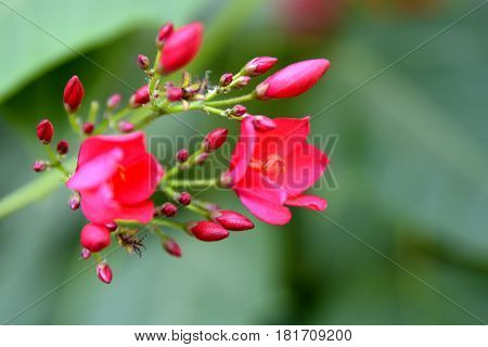 Flowers on the trees in spring at the Al Barari, Dubai, United Arab Emirates