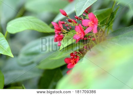 Flowers on the trees in spring at the Al Barari, Dubai, United Arab Emirates