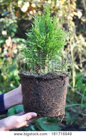 Planting Thuja. Gardener Hands Planting Cypress tree Transplant Thuja with Roots