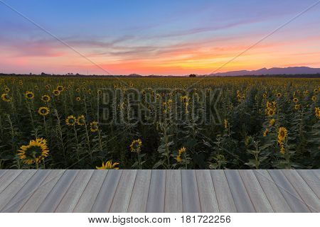 Opening wooden floor Beauty sunset sky over Sunflower field nautral landscape background