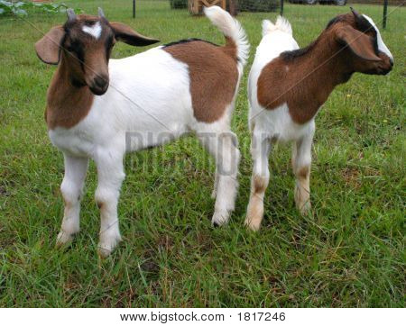 Cabras de bebé 