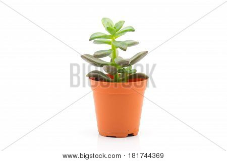 Close up of crassulaceae on white background