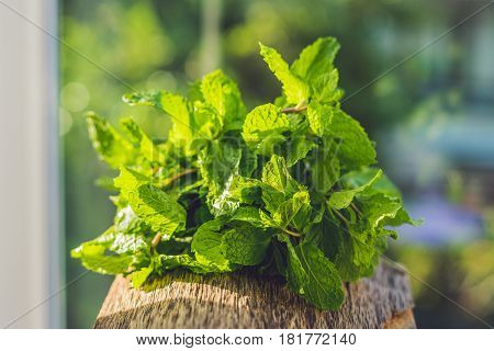 Fresh Mint On Wooden Table Copy Space. Selective Focus