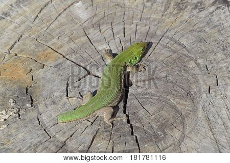 An Ordinary Quick Green Lizard. Lizard On The Cut Of A Tree Stump. Sand Lizard, Lacertid Lizard