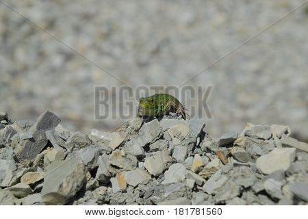 Sand Lizard. An Ordinary Quick Green Lizard. Lizard On The Rubble. Sand Lizard, Lacertid Lizard.