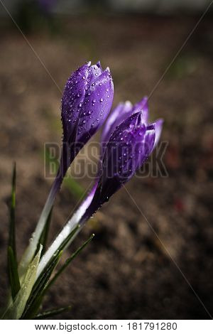 two crocuses in a garden in macro