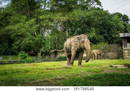 two big elephants in the cage with pool surrounding by fence and trees photo taken in Ragunan zoo Jakarta Indonesia java