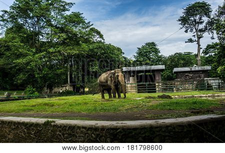 A big elephant in the cage with pool surrounding by fence and trees and beautiful sky as background photo taken in Ragunan zoo Jakarta Indonesia java.