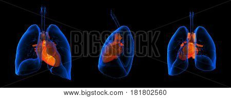 3D medical illustration - lungs with visible heart