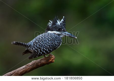 Crested Kingfisher Bird
