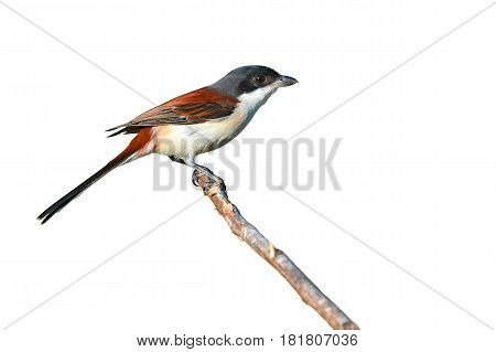 Burmese Shrike Bird