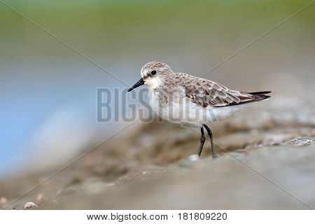 Rufous-necked Stint Bird
