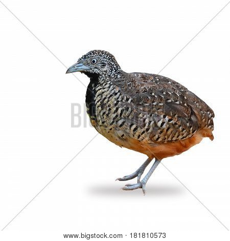 Barred Buttonquail  Bird