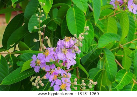 Queen's flower Lagerstroemia macrocarpa Wall. purple beautiful on tree
