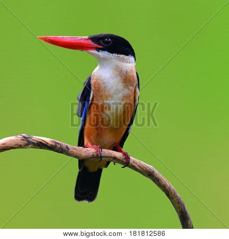 Black Capped Kingfisher Bird