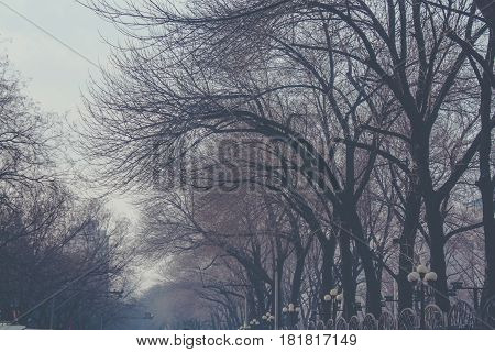 Beautiful Abstract Tree Naked Branches Intertwined Without Leaves .down Up, Low Angle,view In Autumn