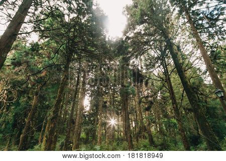 Sun Beams In The Forest In Alishan Taiwan,taichung