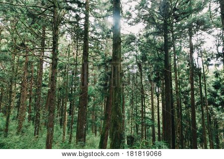sun beams in the forest in Alishan taiwan, taichung