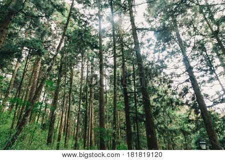 sun beams in the forest in Alishan taiwan, taichung