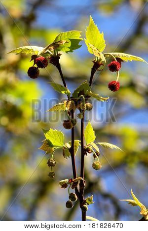 Fine plane tree branches with first green leaves and red seeds against blue sky.