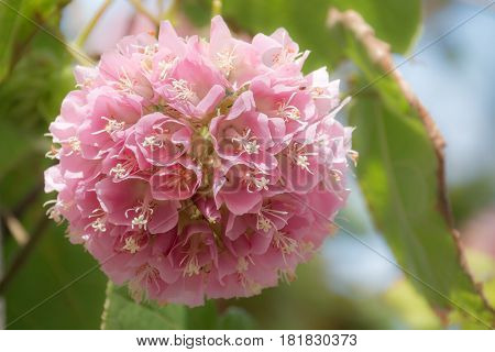 Pink Snowball Tree, Also Called Dombeya Cayeuxii