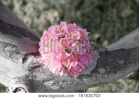 Pink Snowball Tree, Also Called Dombeya Cayeuxii