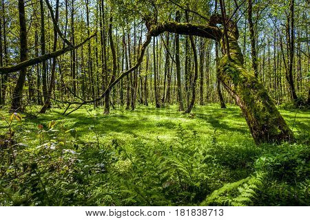 Beautiful Green Spring Forest Landscape, Humid Sunny Day