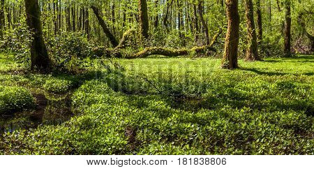 Beautiful Green Spring Forest Landscape, Humid Sunny Day