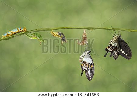 Transformation Life Cycle Of Banded Swallowtail Butterfly (papilio Demolion)