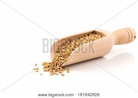 Wheat Grain In Scoop