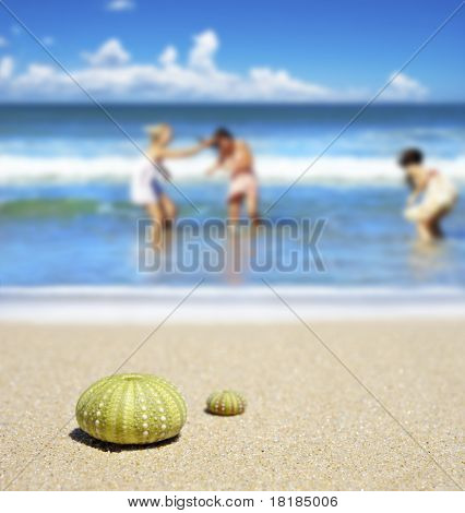 Scena di spiaggia con due gusci di Dead Sea Urchin