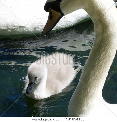Young cygnet with its mother on the Mere at Scarborough