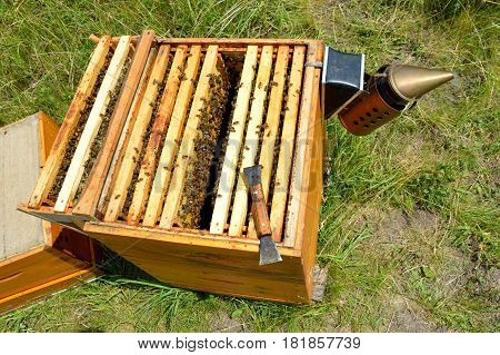 Langstroth beehive inspection with chisel and smoker
