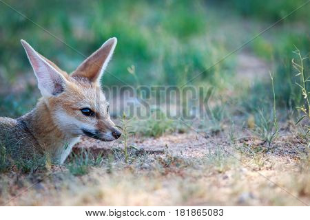 Side Profile Of A Cape Fox.