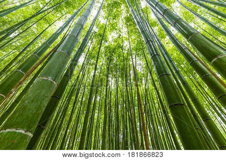 Arashiyama Bamboo Forest Uprisen Angle View