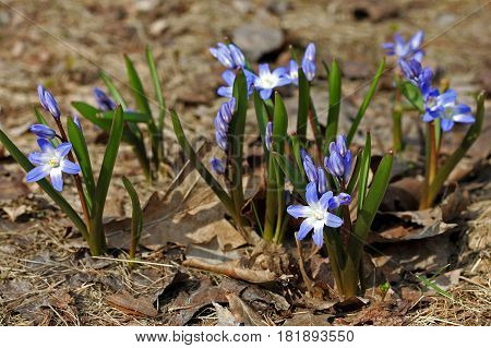Bossier's glory-of-the-snow or Lucile's glory-of-the-snow is a bulbous perennial from west Turkey flowering in early spring