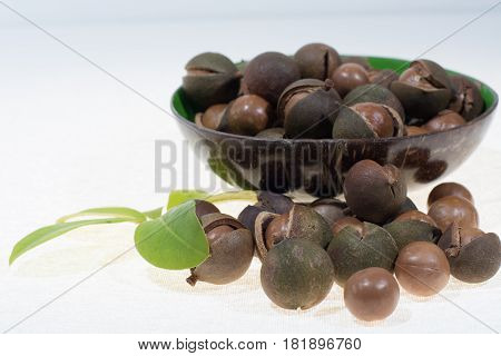 Macadamia nuts in shell new harvest close up on white background