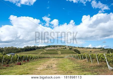 Scenic Vineyard Located Near Punta Del Este, Uruguay