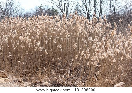 Blowing in the wind,  Phragmites australis  found along a roadside ditch in S.E. Ontario. This common reed is important (together with other reed-like plants) for wildlife and conservation, but is causing serious problems for many other North American wet