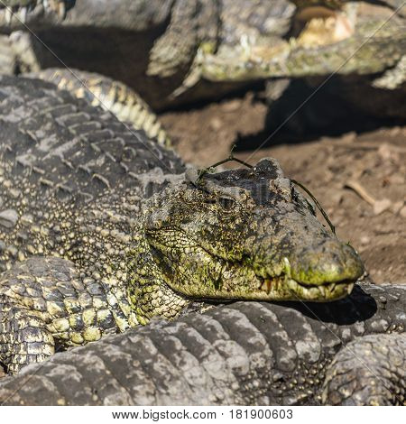 Close up photo of resting group of aligators.