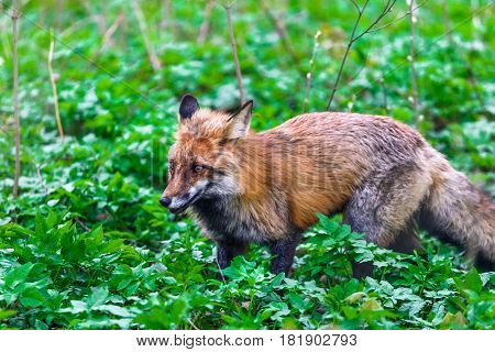 A wild fox walks in the city's spring park.