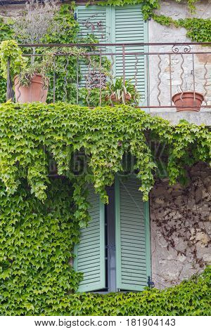 Window with shutters and green ivy on the stone wall