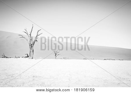 Dead Tree In Sossusvlei In Black And White.