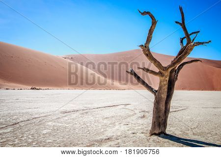 Dead Tree In Sossusvlei Desert.