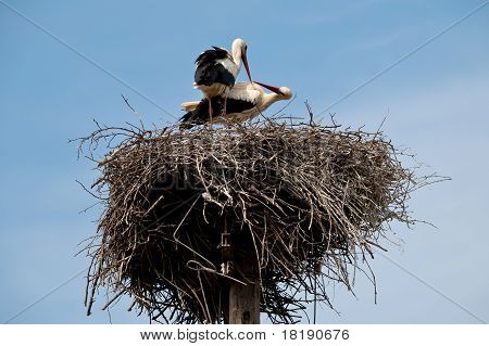 Stork