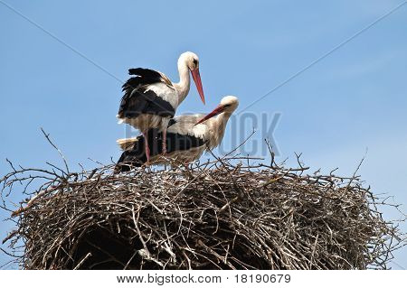 Stork In The Nest