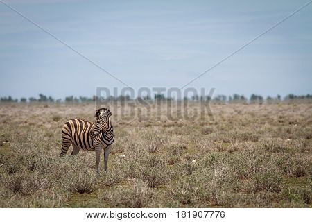 Zebra Looking Back.
