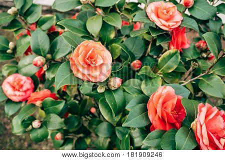 Pink camellia flowers on a bush in spring in Montenegro.