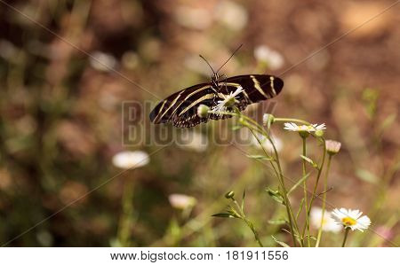 Zebra Longwing Butterfly, Heliconius Charithonia